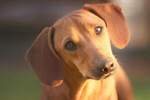 perro (3).jpg