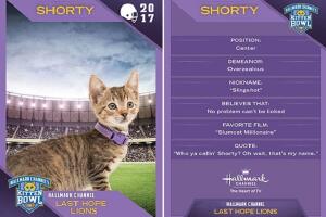 ficha_gato_kitten_bowl_1.jpg