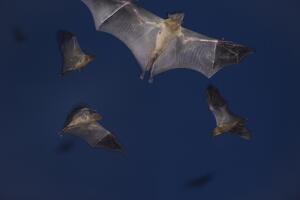 Annual Bat Migration
