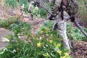 Plantíos de marihuana en Los Ángeles