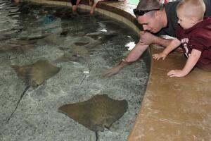 Mantarrayas en el Zoológico Brookfield 