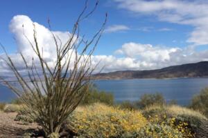 Buscan adolescente que podría haberse ahogado en Lake Pleasant. 