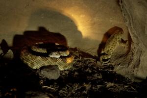 The Carrizo Plain National Monument