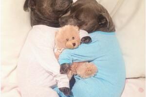 pitbulls-3.jpg