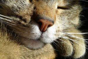 gato-4.jpg