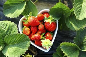 beneficios-do-morango-3.jpg