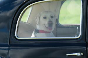 mascotas en el carro