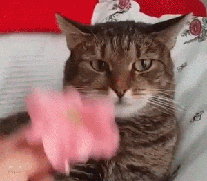 gif-gatos6.gif