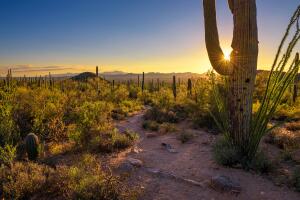Sunset in Saguaro National Park in Arizona