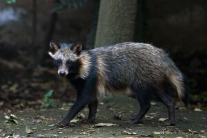 MEXICO-ZOO-RACCOON DOGS-FEATURE