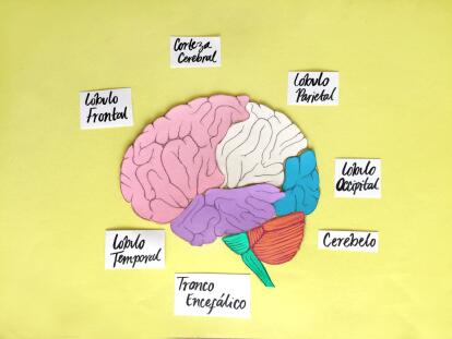 Cómo Funciona El Cerebro El órgano Más Importante Y - 