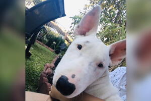 MASCOTAS/MASCOTA13.jpg