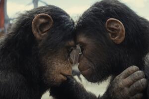 Película 'El planeta de los simios: nuevo reino'