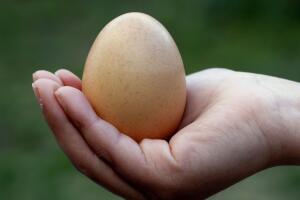 El-controvertido-huevo-1.jpg