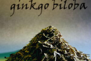 gingko-biloba-1.jpg