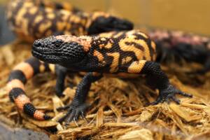 gila monster.jpg
