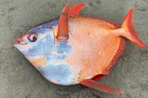 Pez Opah