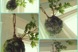 Como-hacer-una-kokedama-1.jpg
