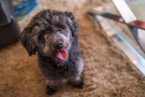 teddy-bear-dog-1.jpg