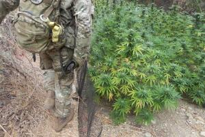 Plantíos de marihuana en Los Ángeles