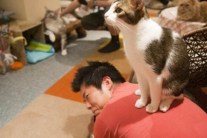 Cat Café