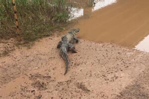 Hallan lagarto foto.jpg