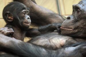 Bebé chinmpancé y su mamá