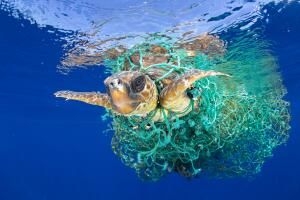 World Press Photo Naturaleza