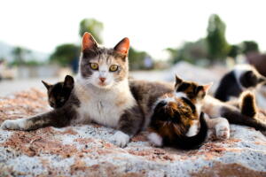 gata-no-cio-2.jpg