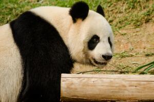 Panda gigante.jpg