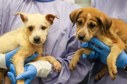 La organización Austin Pets Alive!, que ha estado trabajando desde el inicio del desastre, ha coordinado estrechamente con PAWS Chicago para facilitar el <b> traslado de los animales desde las zonas más afectadas.</b> <br>