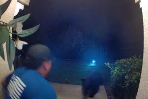 La FWC recuerda mantener distancia segura de los osos y reportar cualquier amenaza a la línea de alerta.