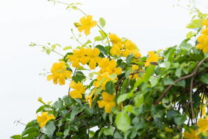 Beautiful yellow flowers with green leaves against summer blue s