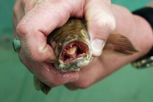 Snakehead Fish Found In Lake Michigan