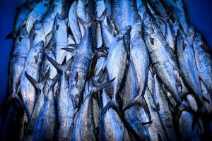 PESCA DE ATÚN