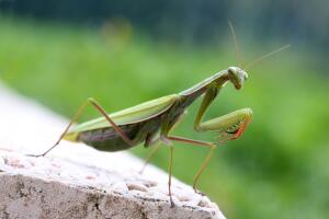 mantis-religiosa.jpg
