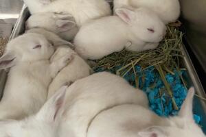 White bunnies.JPEG