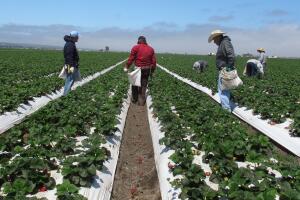Food and Farm Strawberry Skirmish