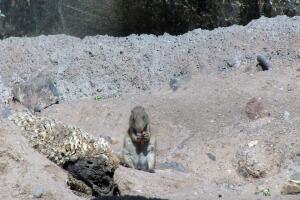 Perros de la Pradera.jpg