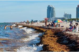 Alertan corrientes resaca sargazo playas sur Florida Memorial Day