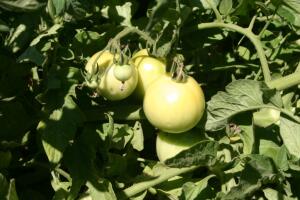 Tomates verdes fritos 1.jpg