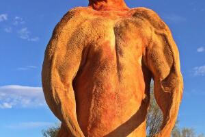 Roger el canguro