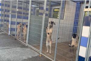 miedo deportación mascotas Austin ICE albergue animales inmigrantes Texas