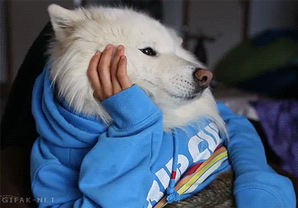 naosei-giphy.gif