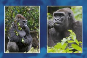 gorilas Dallas Zoo positivo a covid