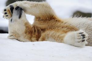 Knut, the 3-year-old polar bear, rolls i