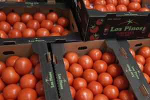 Arancel del 21% al jitomate mexicano podría disparar precios en California: consumidores preocupados