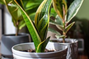 Plantas para ter em casa