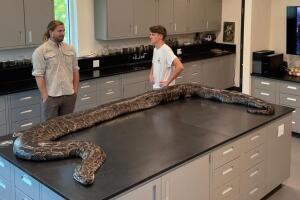 largest python capture in Florida