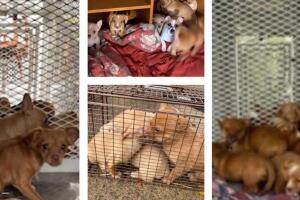Puppies Placer County.jpg